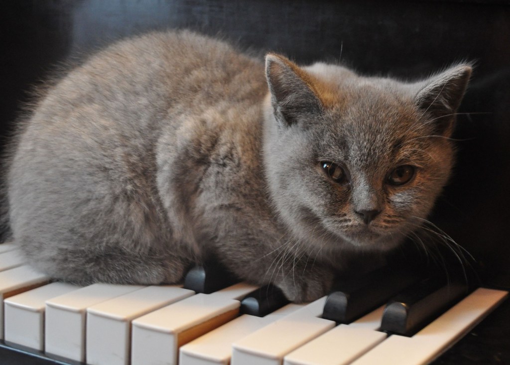 Fluffy gray kitten on the black and white keys of a piano.